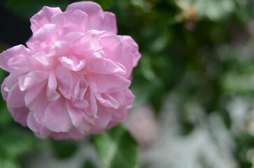 バラの花のクローズアップ