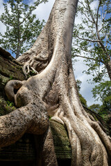 Close-up of a banyan tree growing on Ta Prohm, the Tomb Raider Temple, in Angkor, Cambodia