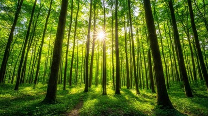Sunlight Filtering Through Lush Green Forest Canopy Creating Serene Atmosphere in Nature with Vibrant Light and Shadows