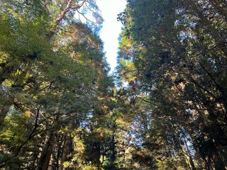 森の中から見上げる空