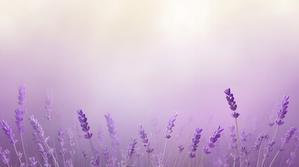 Lavender Flowers in Soft solid purple color background. Summer, spring nature background, banner,poster with copy space.