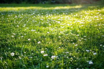 Fototapeta premium There is a field of flowers with the sun shining through the flowers