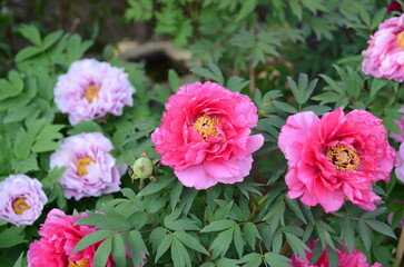 【奈良】長谷寺に咲く牡丹