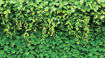 Fototapeta premium Lush Green Leafy Wall with Cascading Vines and Vibrant Foliage Overlapping in Nature's Serenity