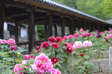 【奈良】長谷寺に咲く牡丹と登廊 © 川上 剛史