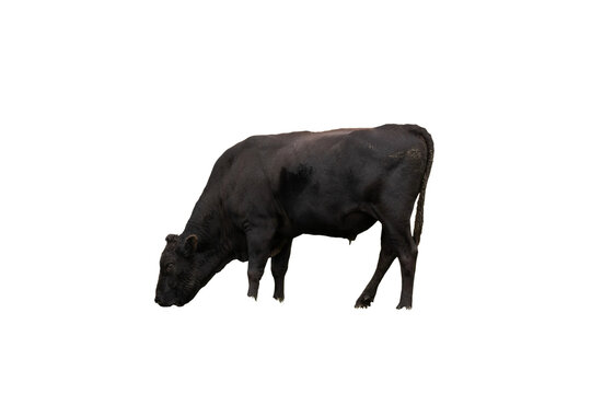 A male black steer cow in the process of eating grass, isolated on a transparent PNG background. The cow's feet are edited in a way that they can be easily superimposed back into grass.