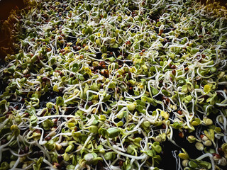 Many green heads and white stalks of Baby herb plant,Micro green vegetable