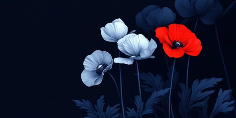 Fototapeta premium Vibrant Red and White Poppies with Dark Background for Floral Art