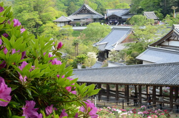 Fototapeta premium 【奈良】長谷寺に咲くツツジと登廊