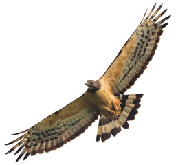 Dicut, Oriental Honey-Buzzard migrating at Khao Dinsor Chumphon Thailand. It's a adult male ssp....