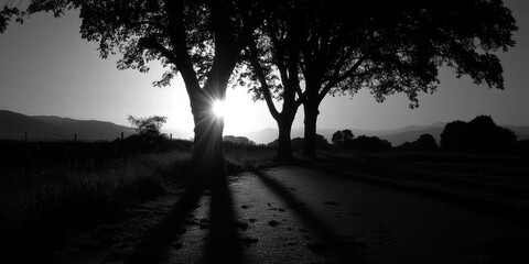Fototapeta premium Silhouette of Trees with Sunset and Long Shadows in Black and White