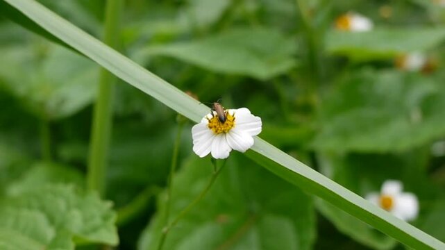 Goldenrod soldier beetle looking for food on Black-jack flowers