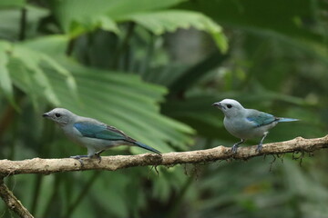 Pájaros azules Costa Rica