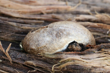 Reticularia lycoperdon, also called Enteridium lycoperdon, commonly known as false puffball, slime mold from Finland