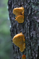 Pycnoporellus fulgens, an orange bracket fungus growing on birch in Finland, no common english name
