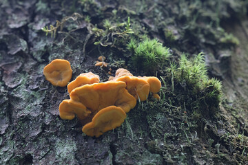Pycnoporellus fulgens, an orange bracket fungus growing on birch in Finland, no common english name