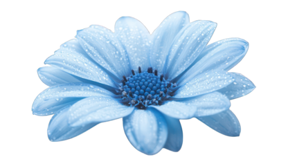 blue flower isolated on white background