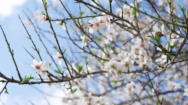 Almond blossom. Temperatures rise and spring arrives. video at 4k 50 fps. Spain.