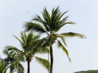 Lush palm trees swaying tropical paradise nature clear sky vibrant scene