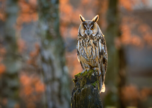 Long eared owl ( Asio otus ) close up