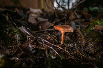 mushrooms, forest, mycelium, fungi, woodland