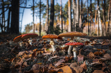 mushrooms, poisonous mushrooms, toxic fungi, amanita, amanita muscaria