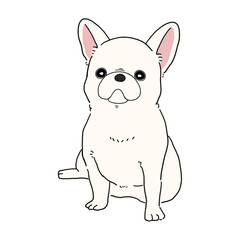 フレンチブルドッグ(ホワイト)