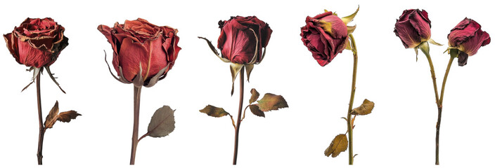 Dried red rose collection, isolated background
