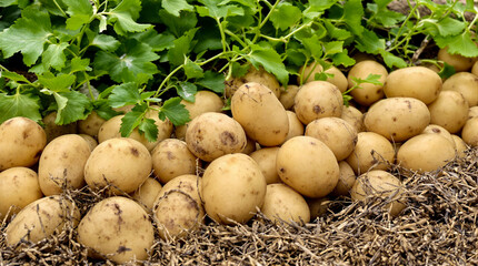 A bunch of potatoes are in the dirt.