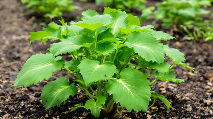 A potato plant grows in the ground.