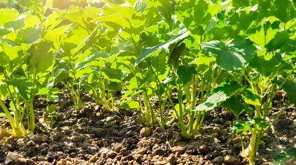 A potato plant grows in the ground.