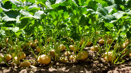 A potato plant grows in the ground.