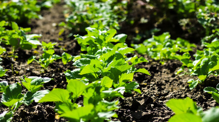 A potato plant grows in the ground.