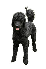 A standing happy black standard poodle dog with his tongue sticking out isolated on a transparent png background