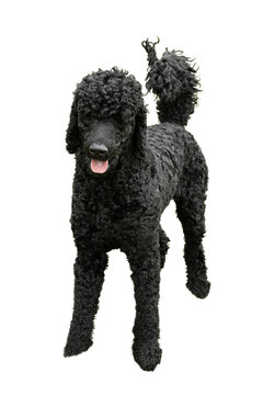 A standing happy black standard poodle dog with his tongue sticking out isolated on a transparent png background