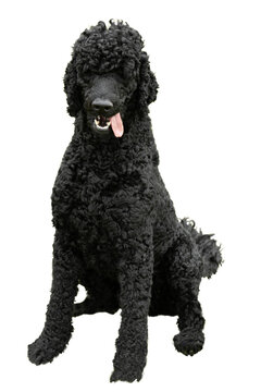 A  happy black standard poodle dog sitting down with his tongue sticking out isolated on a transparent png background