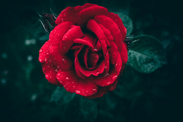 A close up of a red garden rose with rain drops