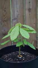 Young avocado plant seedling in pot. gardening