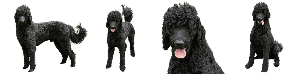 A series of four images of a black standard poodle dog, sitting, standing, front on, side on and a close up of his face on a transparent PNG background