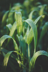 Close-up of a farmer inspecting a wheat head in a field, assessing crop quality and growth stage under natural sunlight.