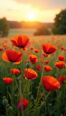 Red poppies sway in the warm evening breeze amidst tall grasses, colorful blooms, red poppies, rustic scene