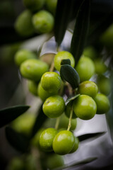 Close-up of ripe and unripe olives on a branch, surrounded by silver-green olive leaves, with a blurred natural background, depicting a Mediterranean agricultural setting.
