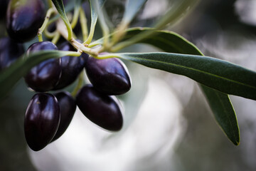 Close-up of ripe and unripe olives on a branch, surrounded by silver-green olive leaves, with a...