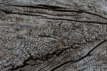 old wood background close up