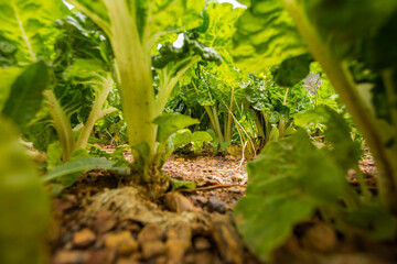 Fresh green Swiss chard captured in vibrant detail, showcasing its lush leaves, intricate textures, and natural beauty in both close-up and field views under natural sunlight.