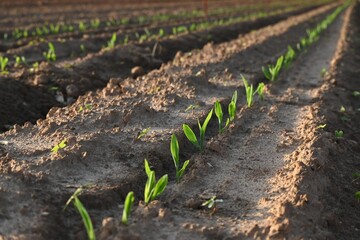 Corn just coming out from ground.