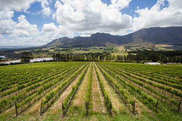 Stunning vineyards in the Hemel-en-Aarde Valley near Hermanus, South Africa, framed by majestic mountains and lush greenery under a vibrant, cloudy sky.