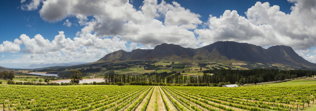 Stunning vineyards in the Hemel-en-Aarde Valley near Hermanus, South Africa, framed by majestic mountains and lush greenery under a vibrant, cloudy sky.