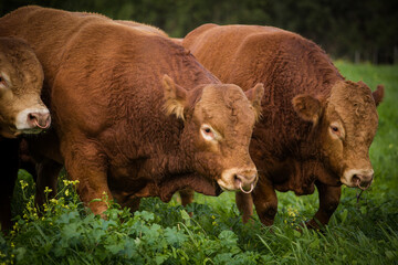 Close-up of a Limousin bull standing in a green pasture, showcasing its muscular build and reddish-brown coat under a partly cloudy sky.