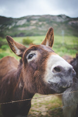 Fototapeta premium Donkeys standing near a barbed-wire fence in a lush, rural landscape with rolling green hills under an overcast sky.